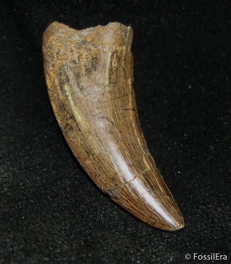 tyrannosaur teeth for sale.